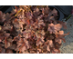 Heucherella Buttered Rum ®