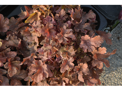 Heucherella