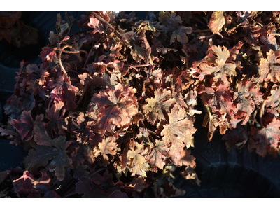 Heucherella