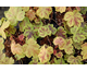 Heucherella