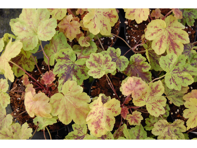 Heucherella