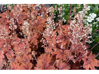 Heucherella