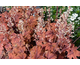 Heucherella Sweet Tea ®