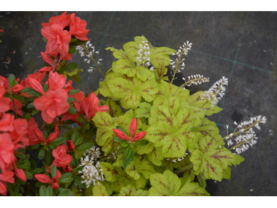 Heucherella