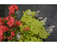 Heucherella Yellowstone Falls
