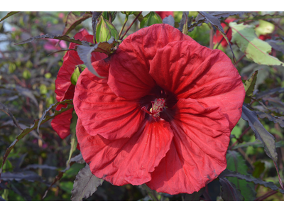 Hibiscus moscheutos