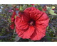 Hibiscus moscheutos Carousel ® Red Wine