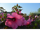 Hibiscus moscheutos