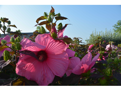 Hibiscus moscheutos