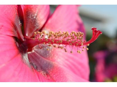 Hibiscus moscheutos