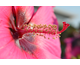 Hibiscus moscheutos Summer Storm ®