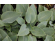 Hosta Canadian Blue