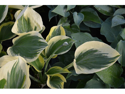 Hosta