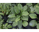 Hosta Cup of Grace