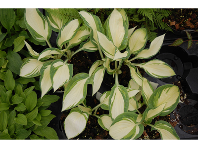 Hosta