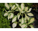 Hosta Fireworks ®