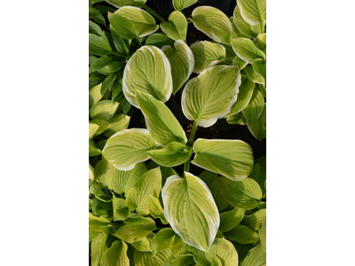 Hosta