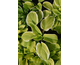 Hosta Fragrant Bouquet