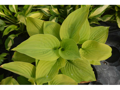 Hosta