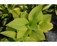 Hosta Fried Bananas