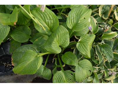 Hosta