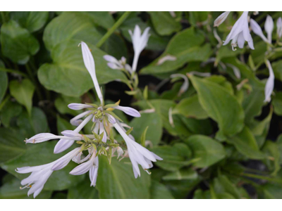 Hosta