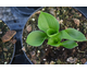 Hosta Lakeside Lollipop