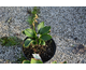 Hosta Lakeside Lollipop