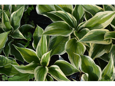 Hosta