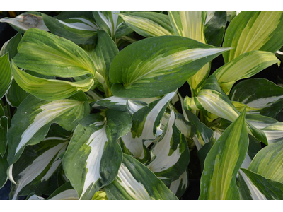 Hosta