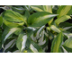Hosta Night Before Christmas