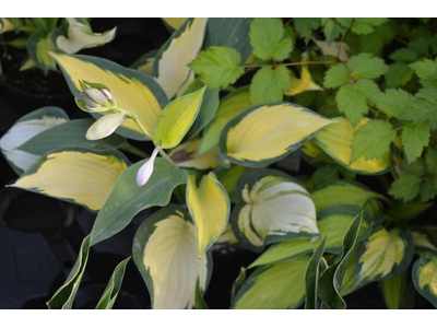 Hosta