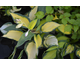 Hosta Orange Marmelade ®