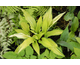 Hosta Paradise Island ®