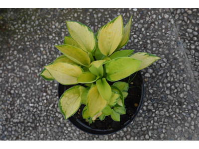 Hosta