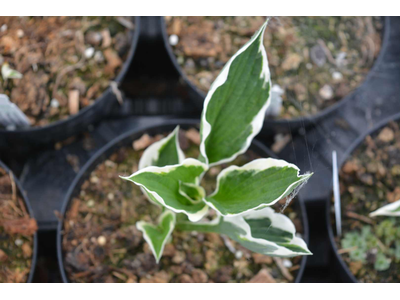 Hosta