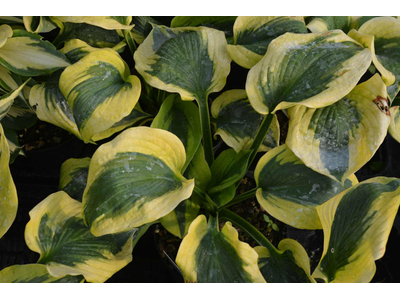 Hosta