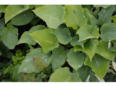 Hosta