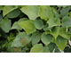 Hosta Sky Dancer