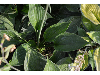 Hosta