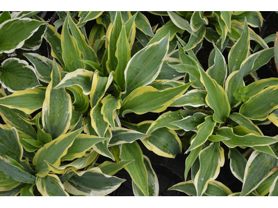 Hosta