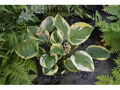 Hosta fortunei