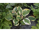 Hosta fortunei Aureomarginata