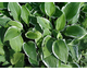 Hosta Francee