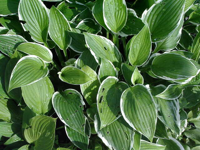 Hosta