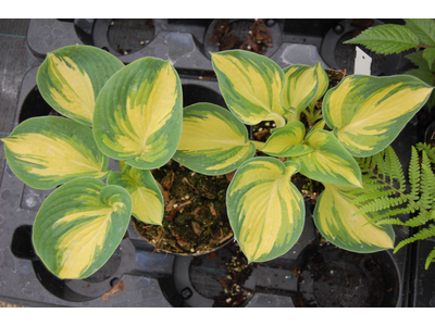 Hosta sieboldiana