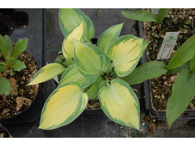 Hosta tardiana