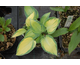 Hosta tardiana June ®