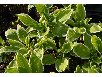 Hosta undulata