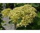 Hydrangea arborescens